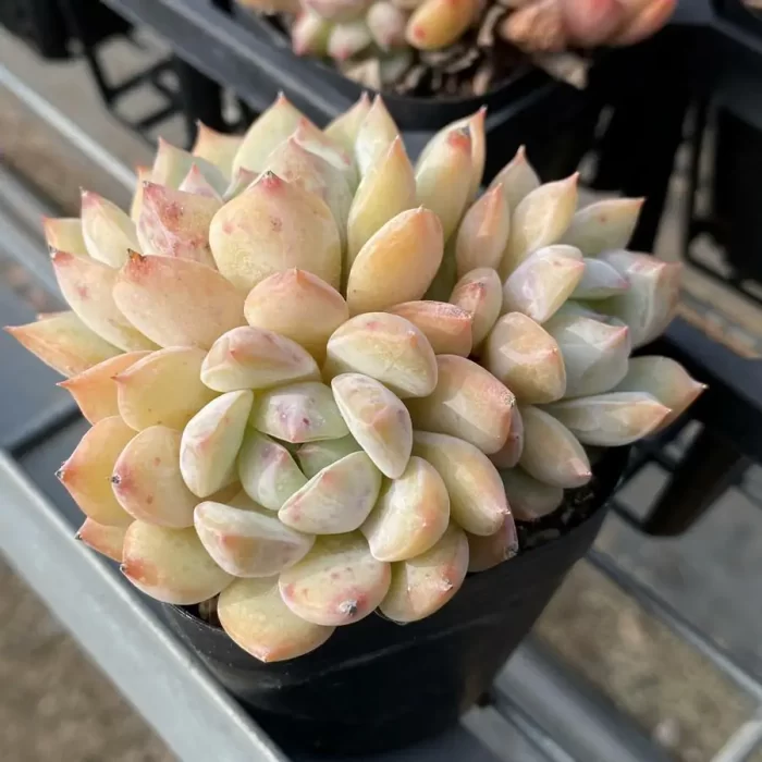 e202-48.webp Echeveria Branka Clustering - Image 2