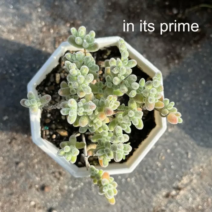 Dicrocaulon Ramulosum Ice Crystals - Image 2