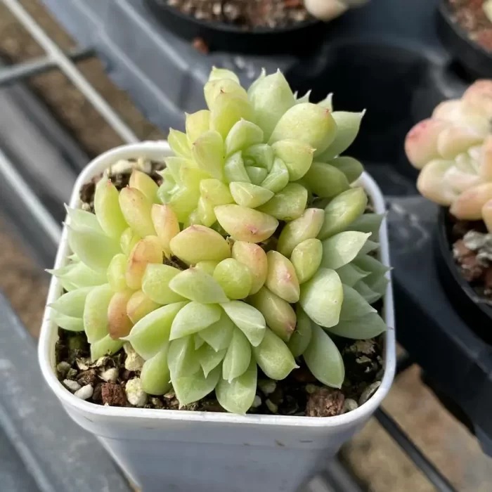 Echeveria Green Jade Clustering - Image 2