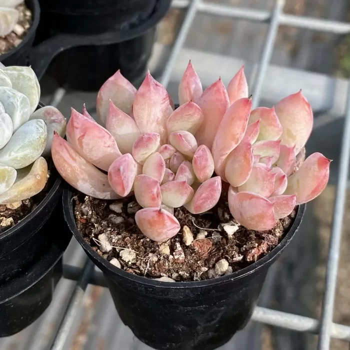 Echeveria Love Affair Clustering - Image 2