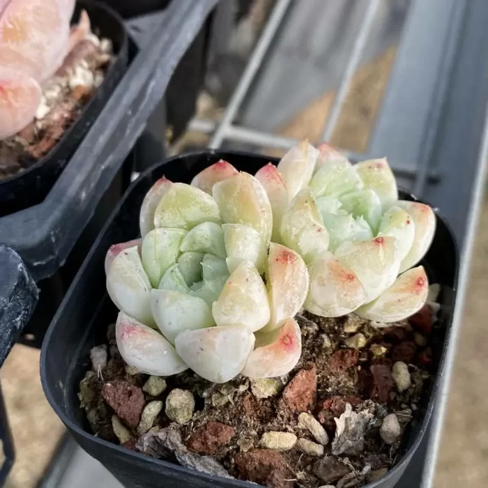 Echeveria Rose Moon Double Heads - Image 2
