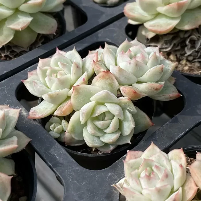 Echeveria Da Qiao Clustering - Image 2