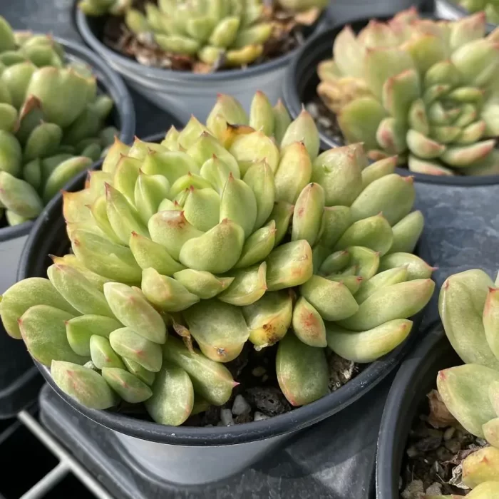 e202-56.webp Echeveria Angel Ice Varigated Clustering - Image 2