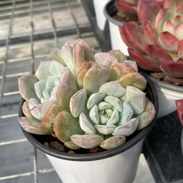 Echeveria Molten crystal Clustering - Image 2