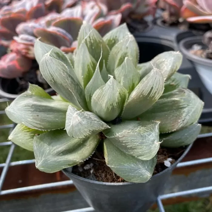 Haworthia Cooperi Devil - Image 2