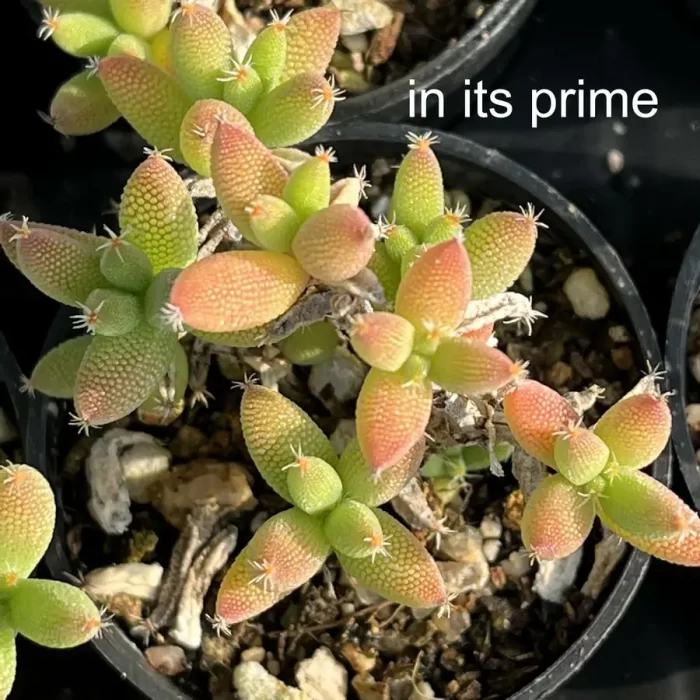 Dicrocaulon Ramulosum Ice Crystals - Image 2