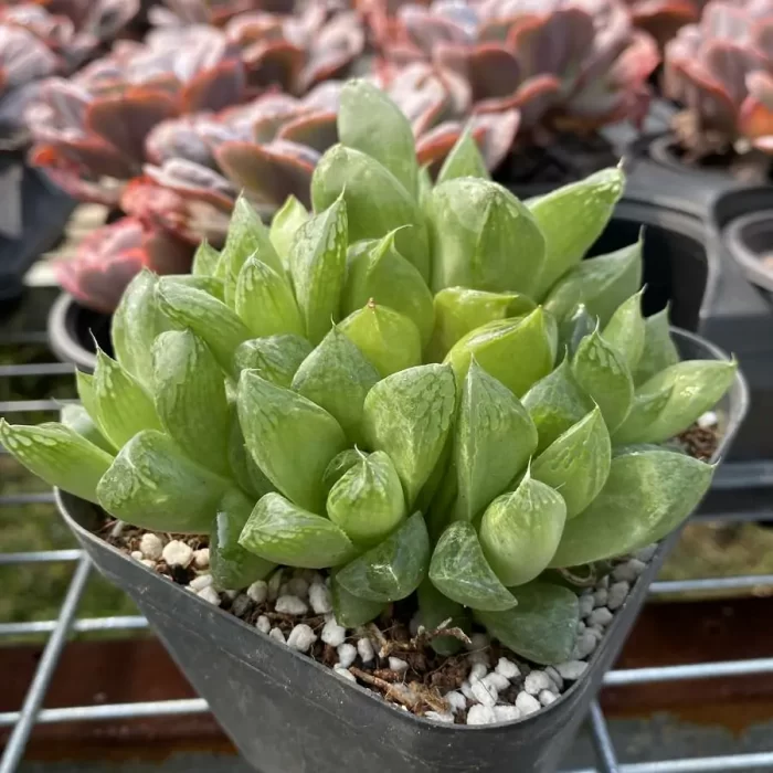 Haworthia Sansenjyu(obtusa x comagnifica) - Image 2