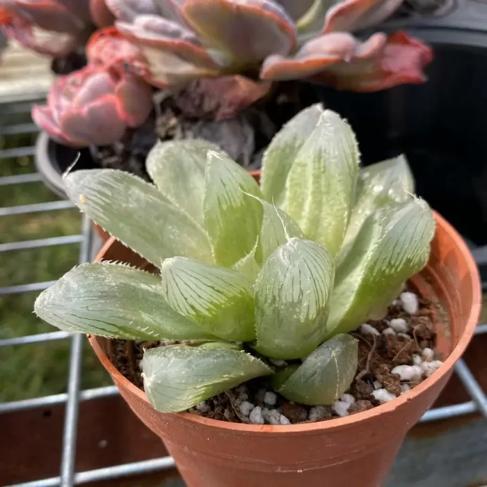 Haworthia Sansenjyu(obtusa x comagnifica) Clustering - Image 2