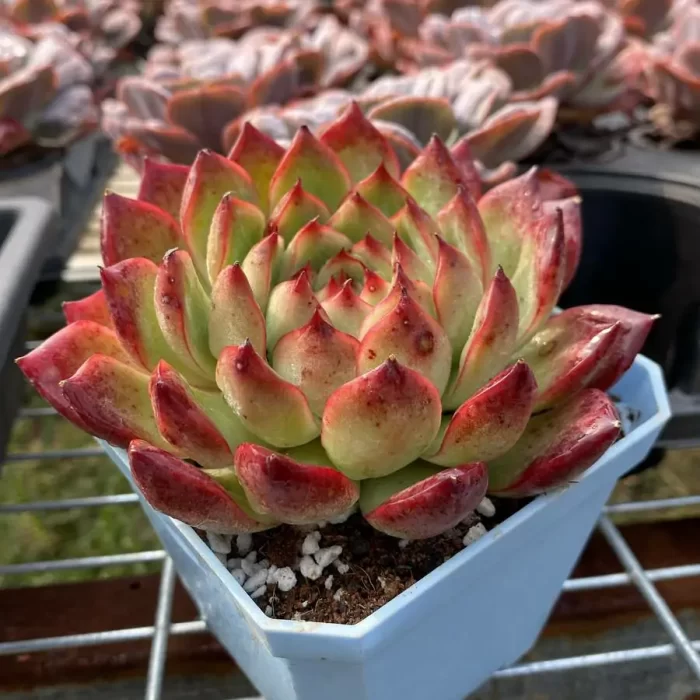 Echeveria bonfire - Image 2