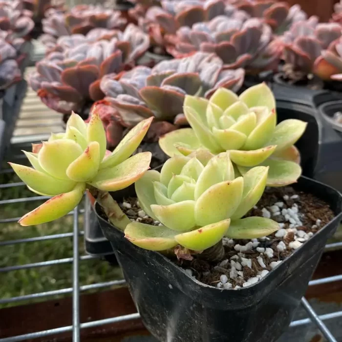 Echeveria Orange Hami melon Clustering - Image 2