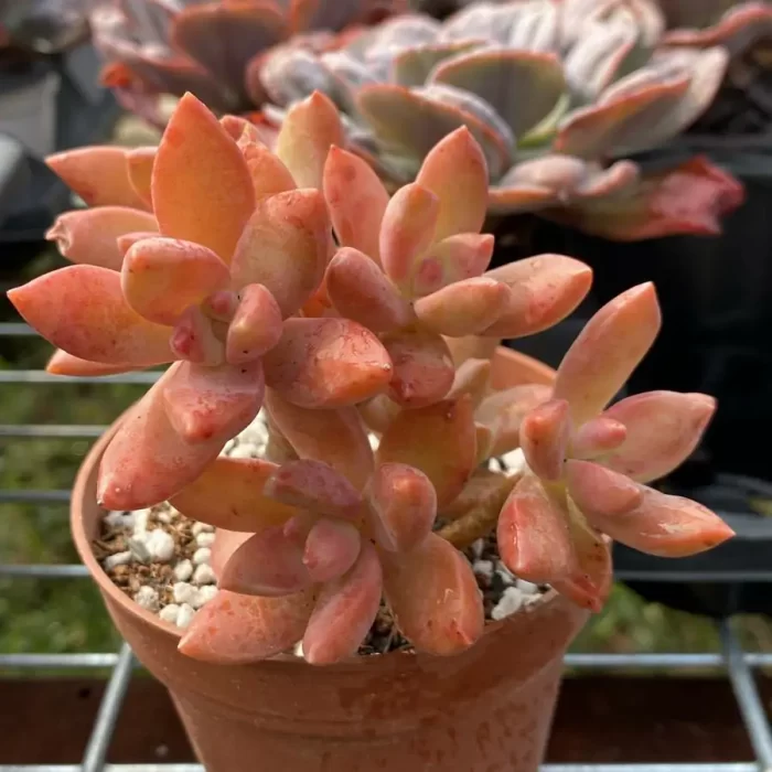 Sedum Pudding Clustering - Image 2