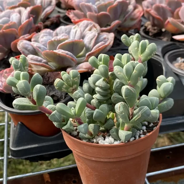 Crassula Astridia velutina variegated Clustering - Image 2