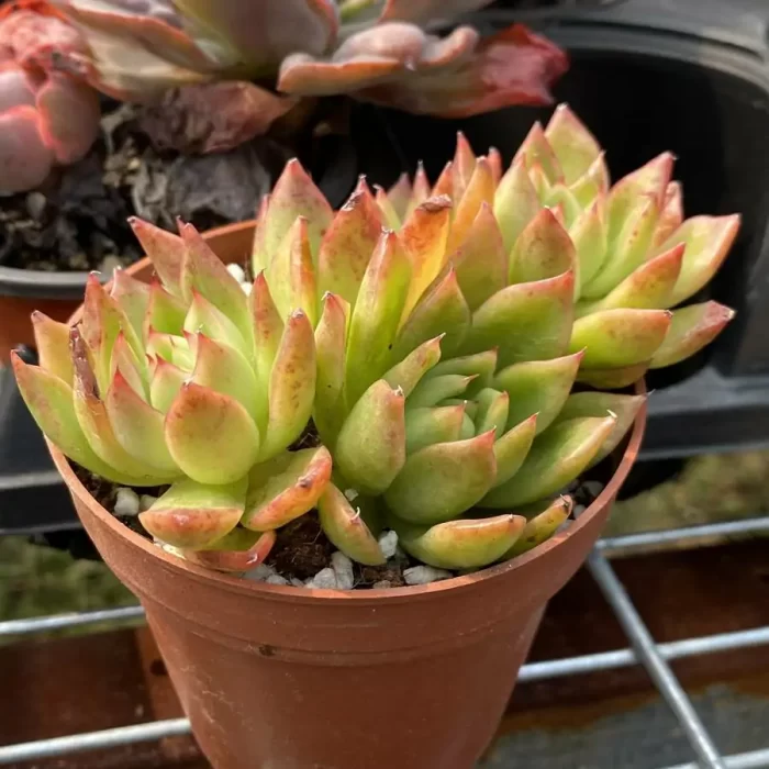 Agavoides var. prolifera E.Walther Clustering - Image 2