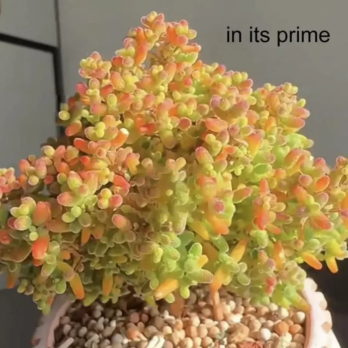 Dicrocaulon Ramulosum (L.Bolus) Ihlenf. - Image 2