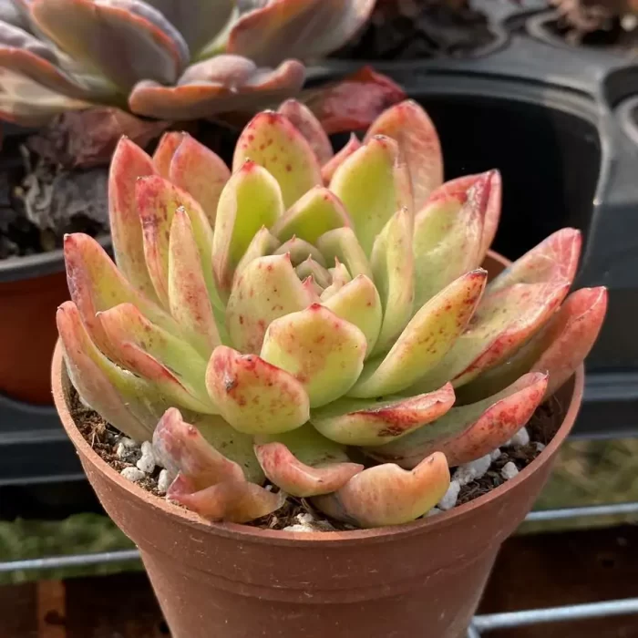 Echeveria Gilva’ - Image 2