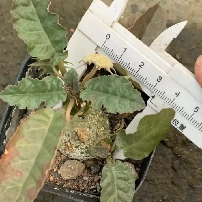 Dorstenia Foetida - Image 2