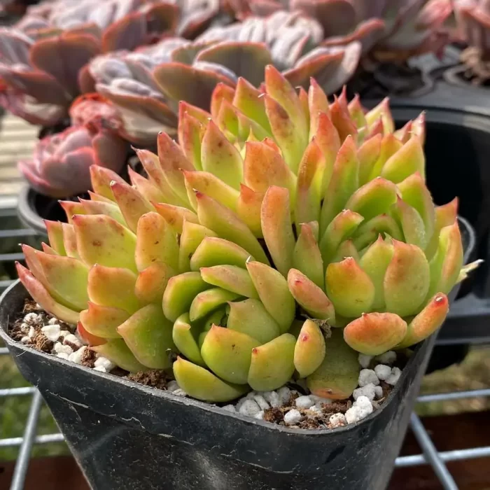 e202-71.webp Agavoides var. prolifera E.Walther Clustering - Image 2