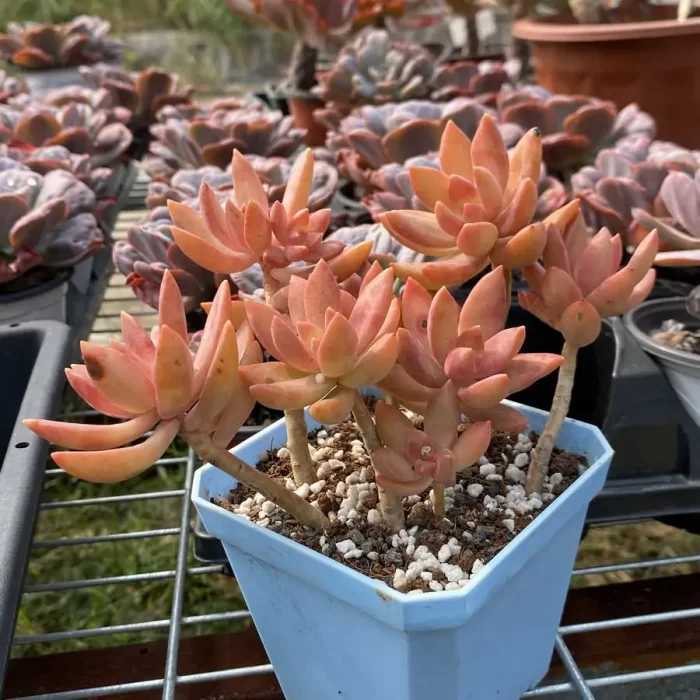 Sedum Pudding Clustering - Image 2