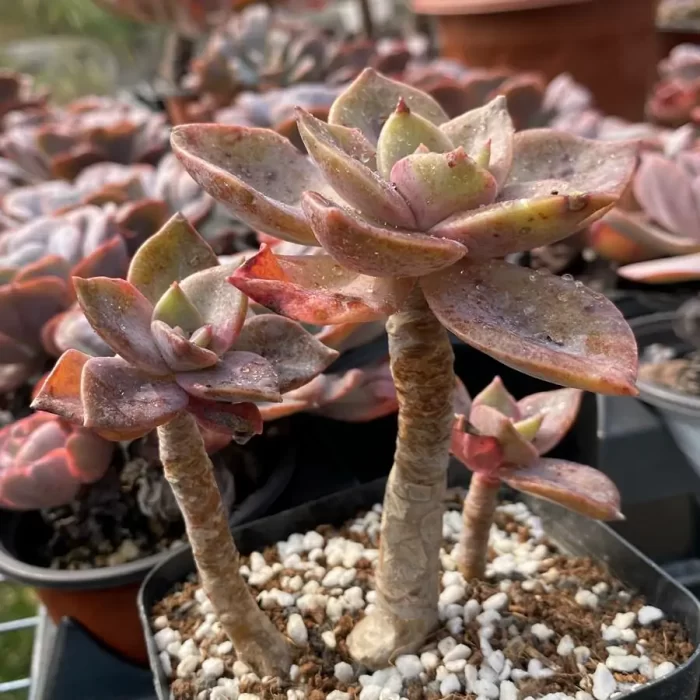 e202-73.webp Echeveria Atropurpurea (Multi Heads Old Stem) - Image 2
