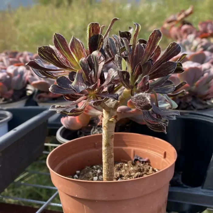 Aeonium Ink painting and painting Clustering - Image 2