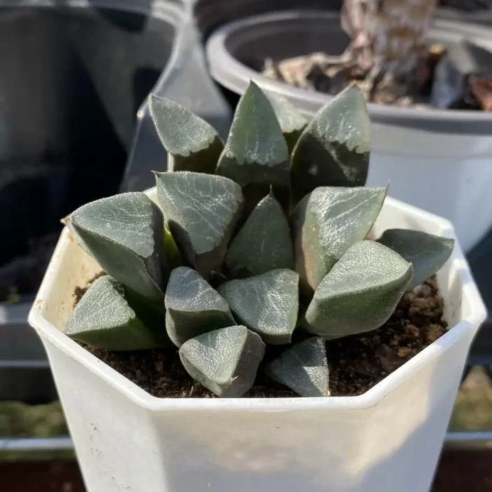 ?Haworthia Bayeri - Image 2