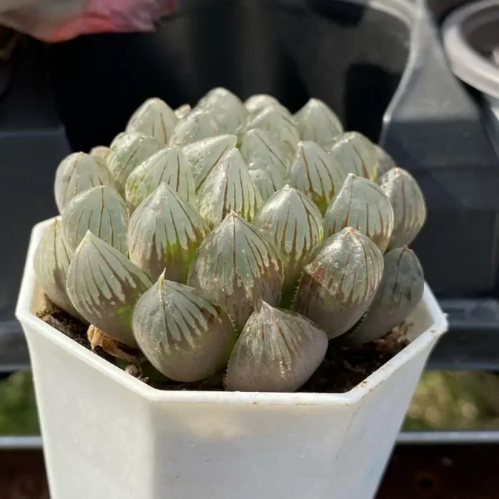 Haworthia
Black skin - Image 2