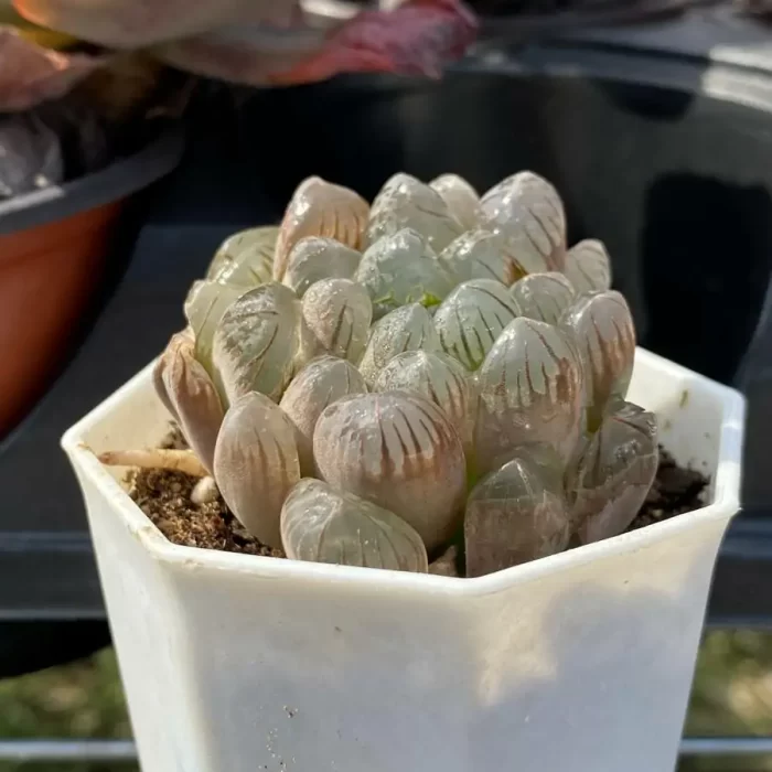 Haworthia Pink Dragon Ball - Image 2