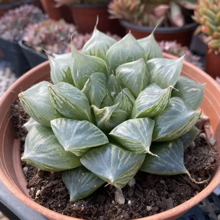 Haworthia Sansenjyu(obtusa x comagnifica) - Image 2
