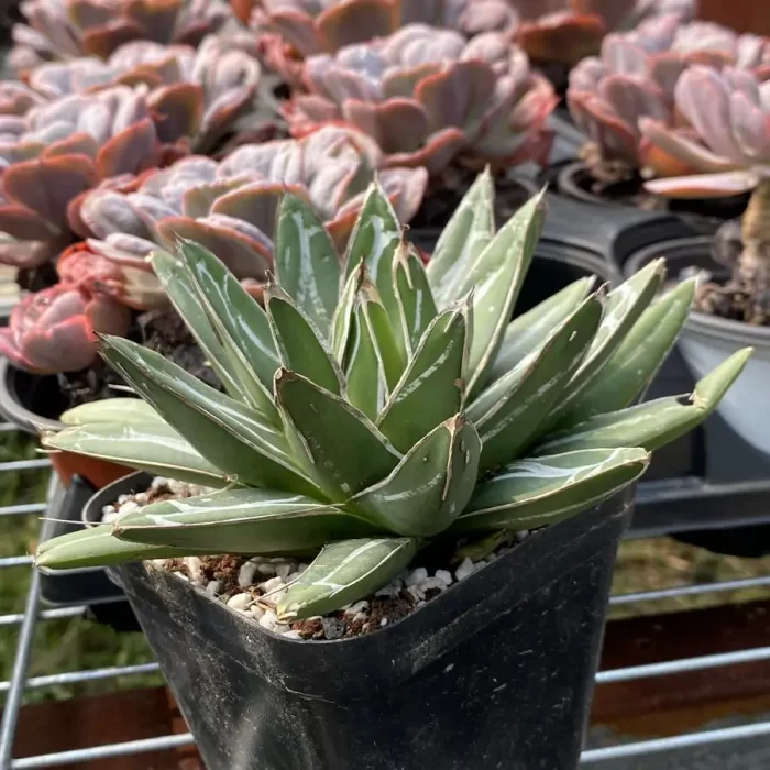 Agave victoriae-reginae T.Moore - Image 2