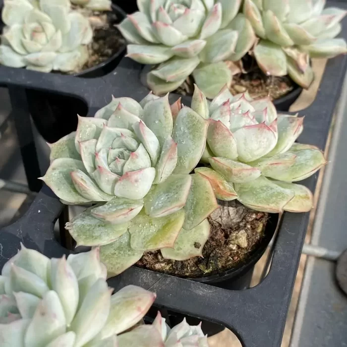 Echeveria Da Qiao Double Headed - Image 2
