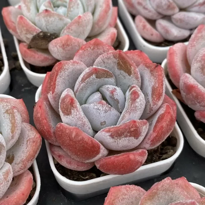 Echeveria Frosty Bloom - Image 2