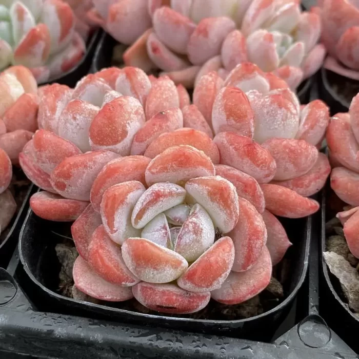 e202-86.webp Echeveria Frosty Bloom Clustering - Image 2