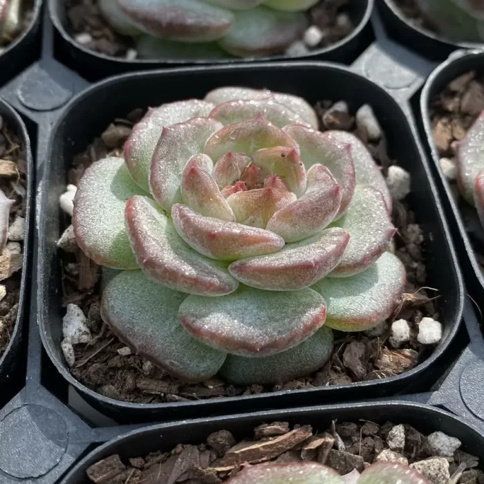 Echeveria 0003 Magic Diamond - Image 2