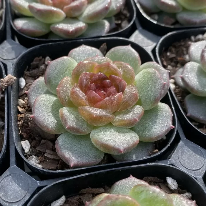 Echeveria Feizixiao - Image 2