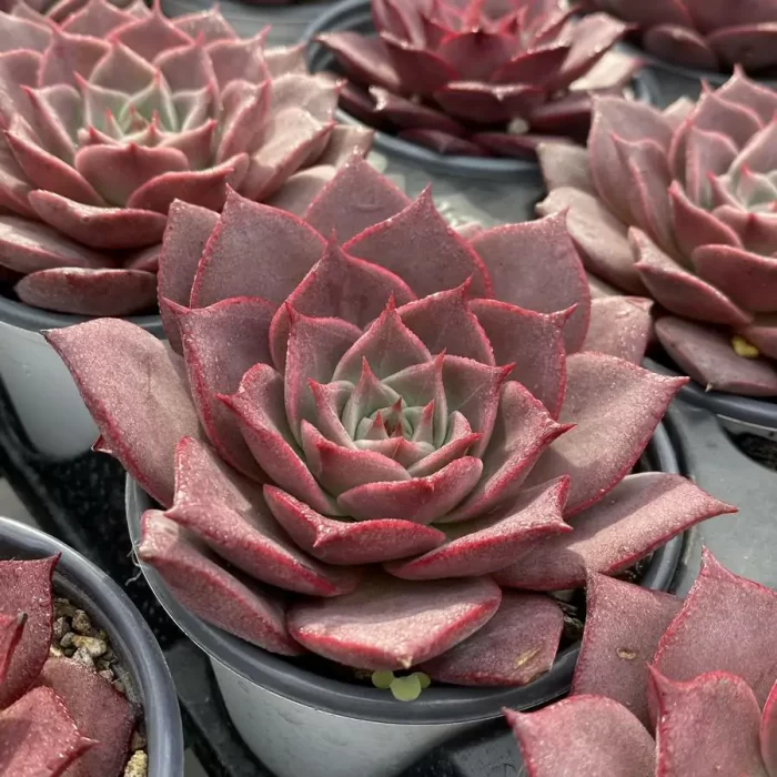 Echeveria Corsican Rose - Image 2