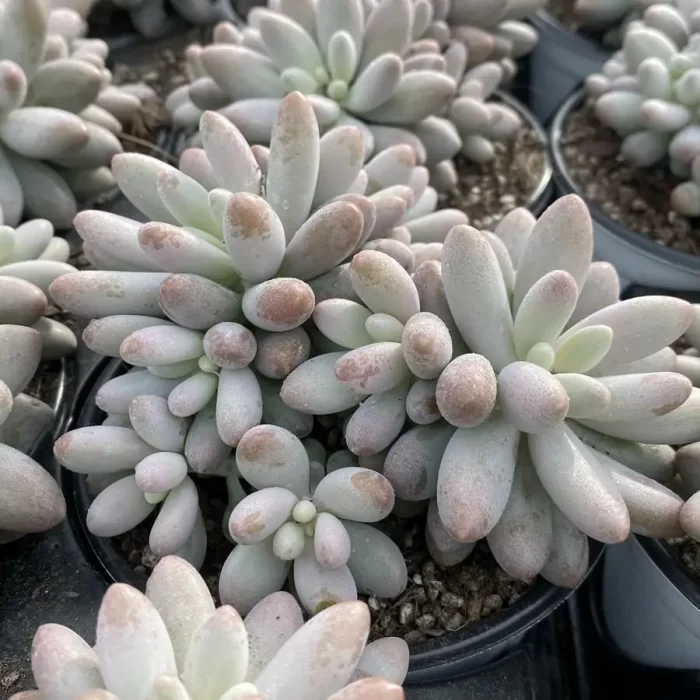 Pachyphytum Pink Lover Clustering - Image 2