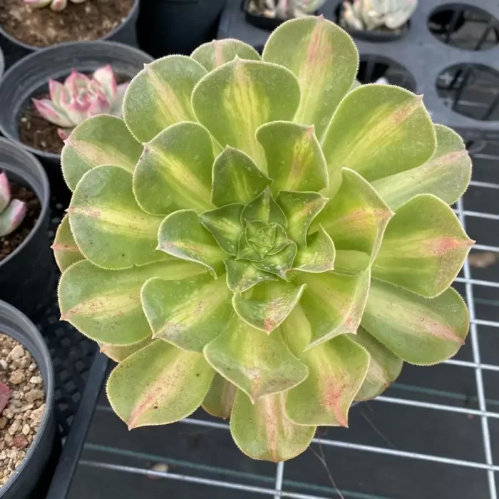 e201-1.webp Aeonium Pink Witch Mediopicta Variegated - Image 1