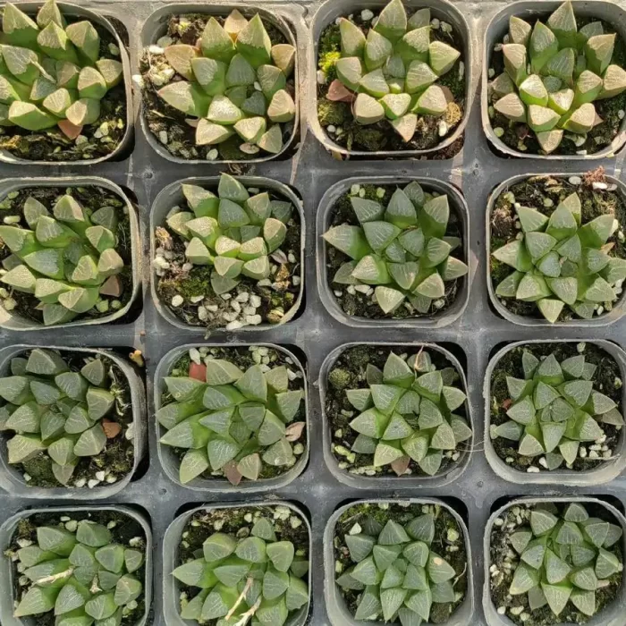 e201-10.webp Haworthia Renick - Image 1