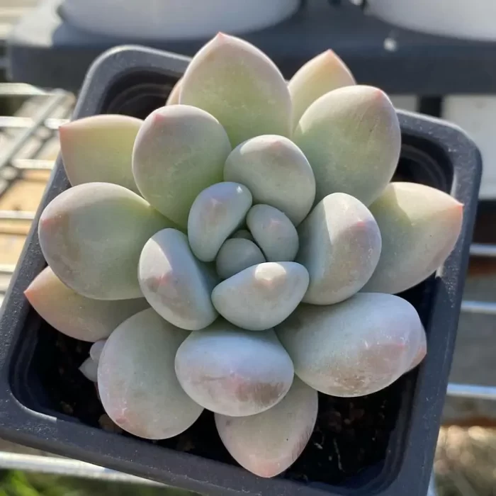 e201-100.webp Pachyveria Perfume - Image 1