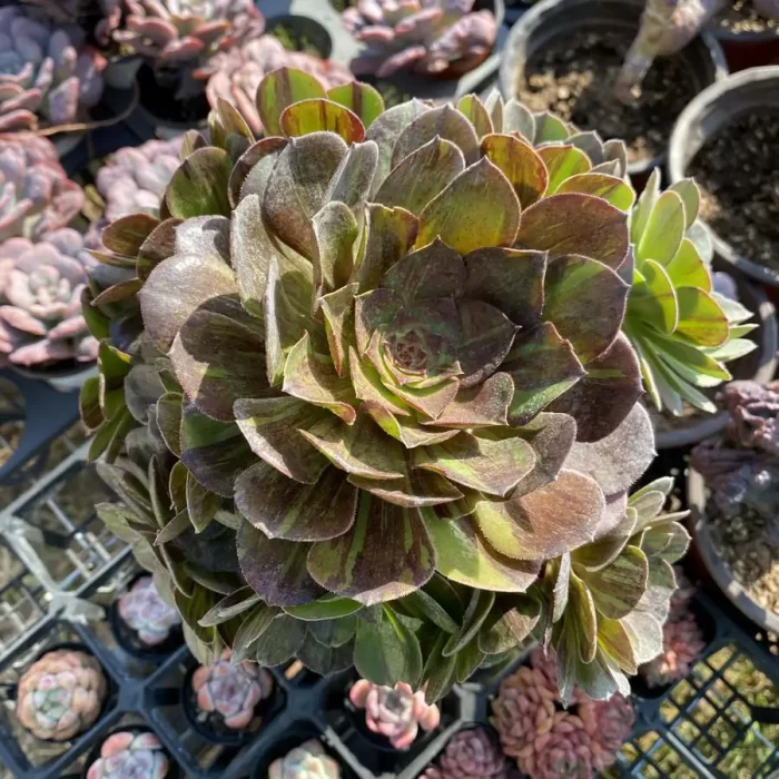 Aeonium  Aurora Clustering - Image 1