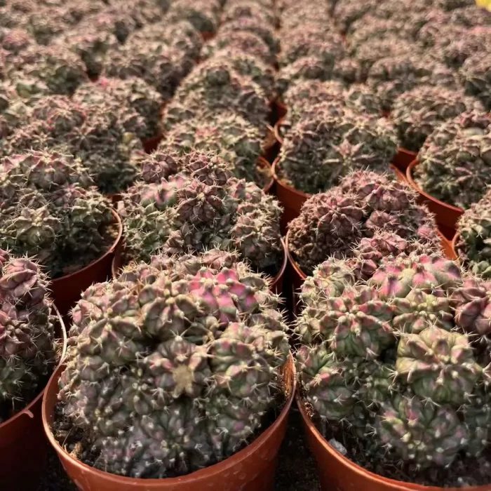 e201-104.webp Parodia Sea God Clustering - Image 1