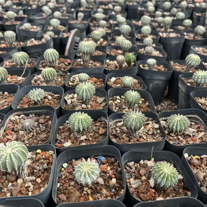 e201-105.webp Aztekium ritteri - Image 1