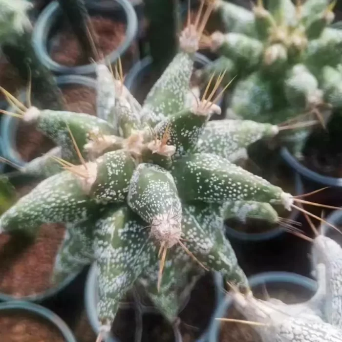 e201-106.webp Astrophytum ornatum - Image 1