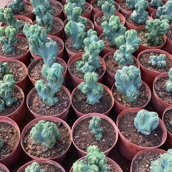 e201-107.webp Cereus Purple Cloud Lohan Cactus - Image 1