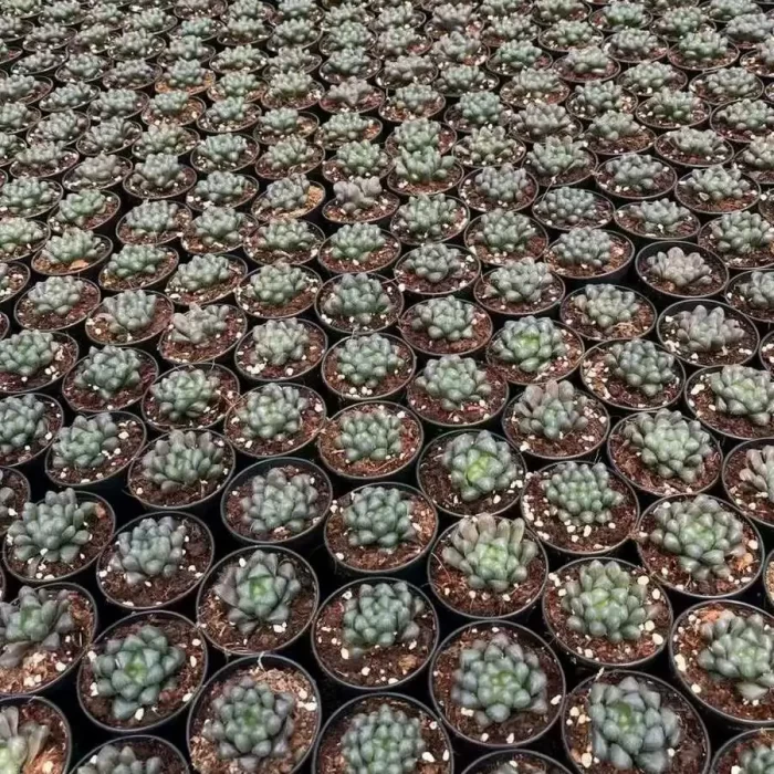 e201-11.webp Haworthia Cooperi Devil - Image 1