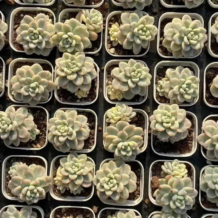 e201-111.webp EcheveriaRaul variegated - Image 1