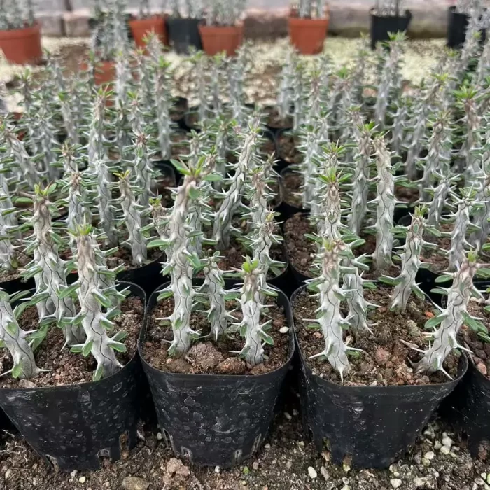 e201-114.webp Alluaudia procera(5pcs/pot) - Image 1