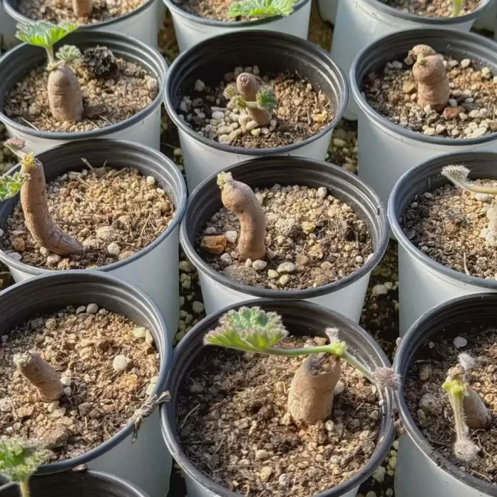 e201-115.webp Pelargonium lobatum - Image 1