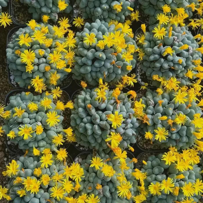 Conophytum luiseae Clustering - Image 1