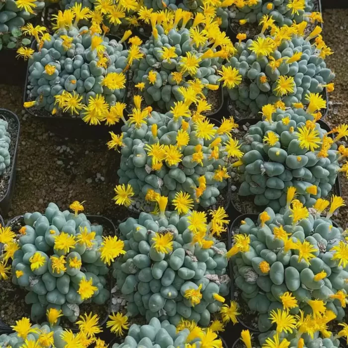 e201-119.webp Conophytum luiseae Clustering - Image 1